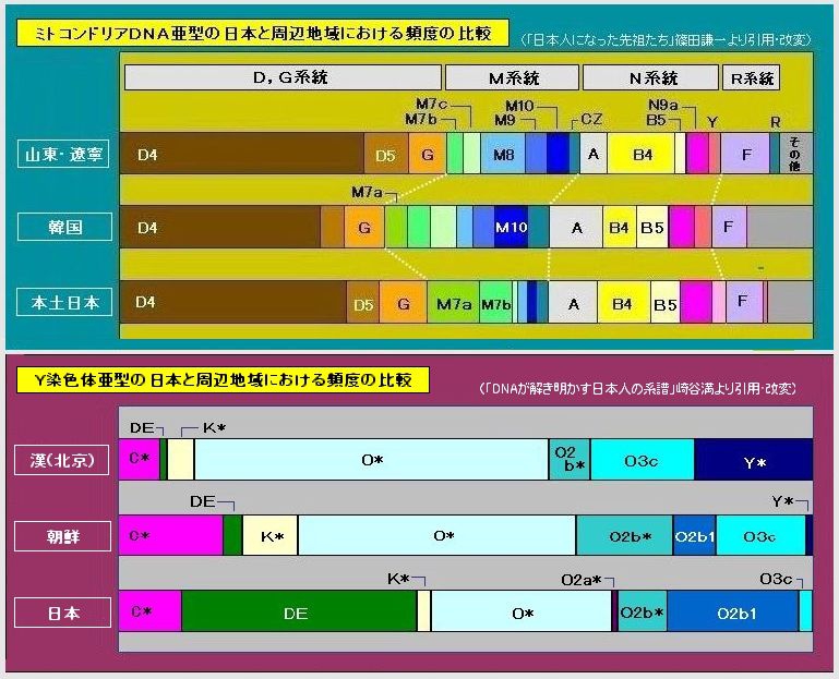 DNAが解き明かす日本人の系譜崎谷ミトコンドリアY染色體