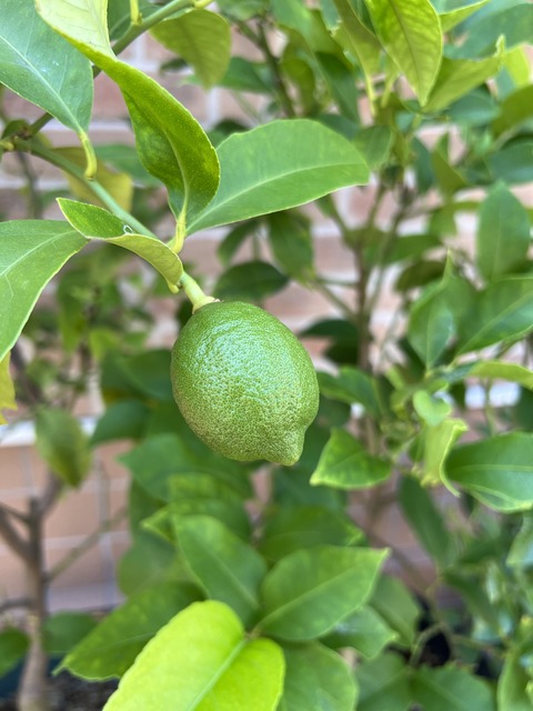 A5E53A90-87E6-49C9-BFC8-4992D51F5D7A