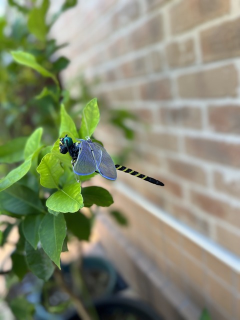 9472572C-B734-46F0-B623-431DFFBCF3B3