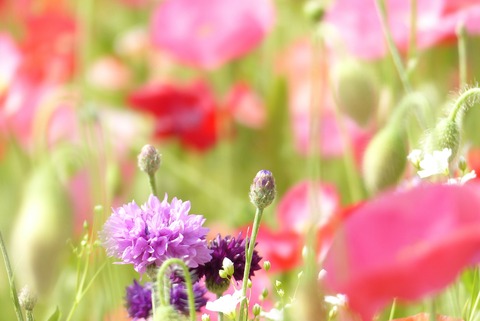 cornflower-340340_1920