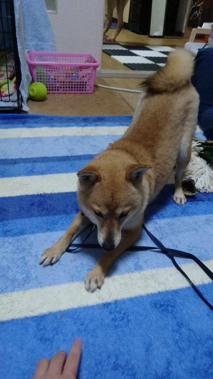 テチテチ てつ子さん 保護犬 すーぷ 預かり日記 テチテチ てつ子さん 保護犬 すーぷ 預かり日記