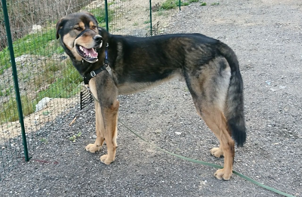 かっこいい 保護犬 すーぷ 預かり日記 かっこいい 保護犬 すーぷ 預かり日記
