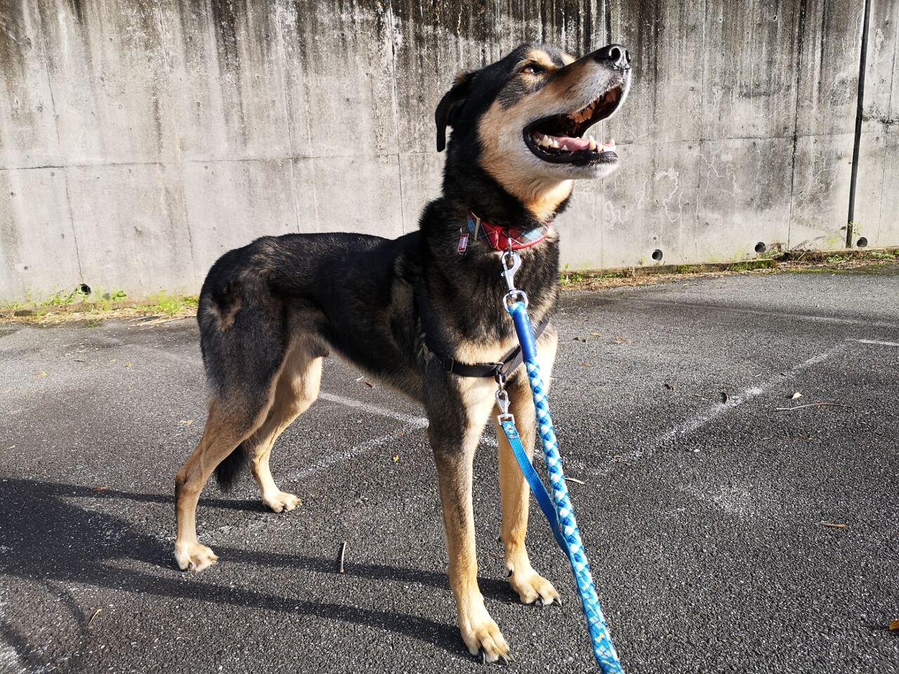 里親募集中 保護犬 すーぷ 預かり日記 里親募集中 保護犬 すーぷ 預かり日記