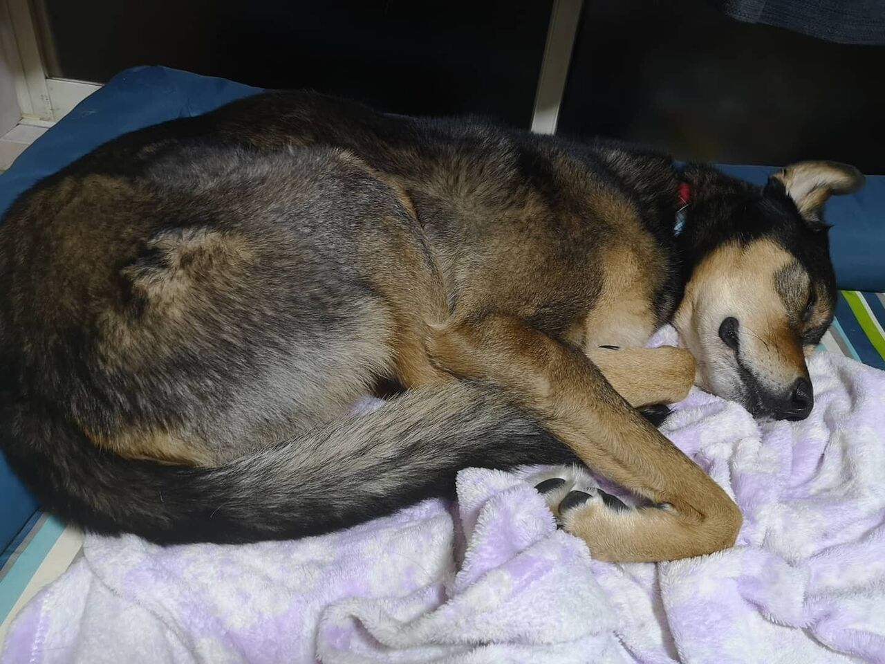 寝る 保護犬 すーぷ 預かり日記 寝る 保護犬 すーぷ 預かり日記