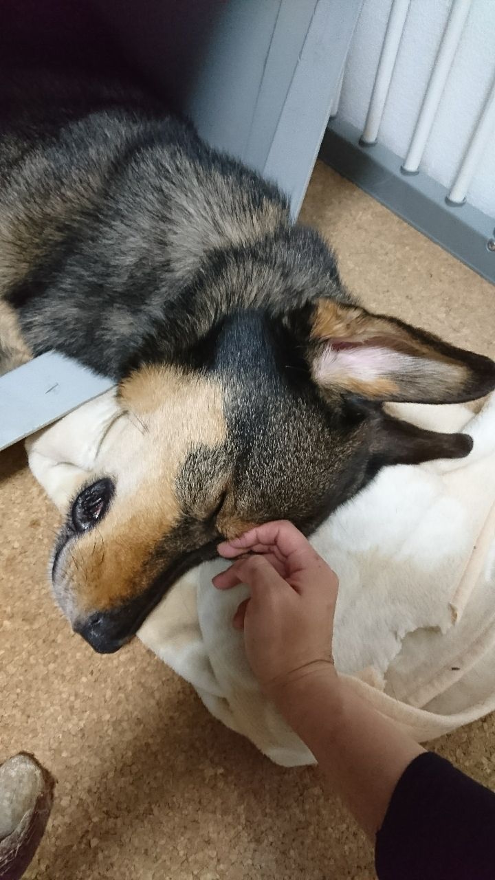 かっこいい 保護犬 すーぷ 預かり日記 かっこいい 保護犬 すーぷ 預かり日記