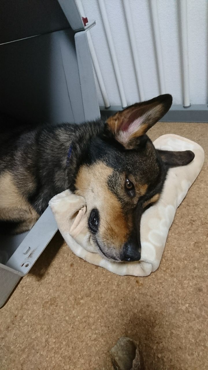 かっこいい 保護犬 すーぷ 預かり日記 かっこいい 保護犬 すーぷ 預かり日記