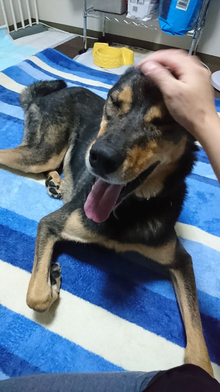 おすわり ふせ 保護犬 すーぷ 預かり日記