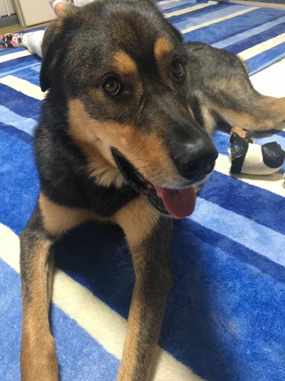 かっこいい 保護犬 すーぷ 預かり日記 かっこいい 保護犬 すーぷ 預かり日記