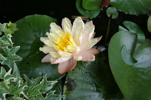 DSC04238
