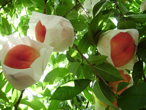 P8270057