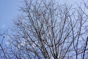 DSC03524