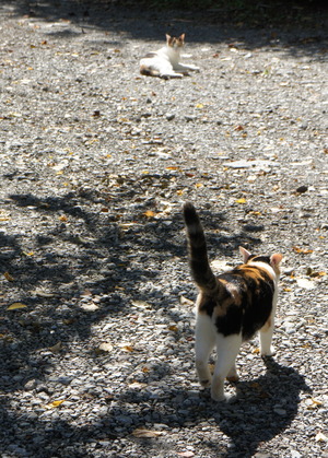 DSC02226