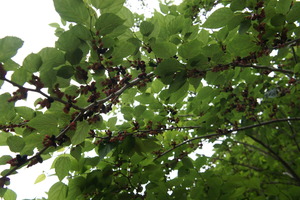 DSC01549