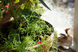 DSC00416