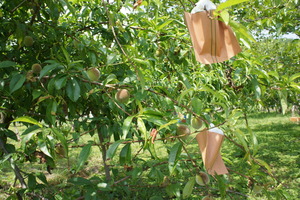 DSC03939