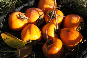DSC05920