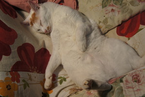 DSC02509