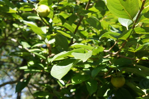 DSC02070