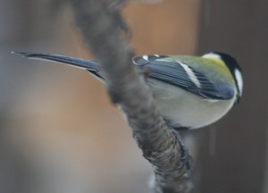 IMG_8318