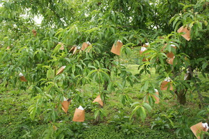 DSC03947