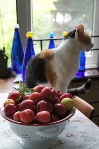 DSC04345