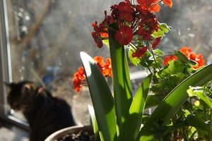 DSC00409