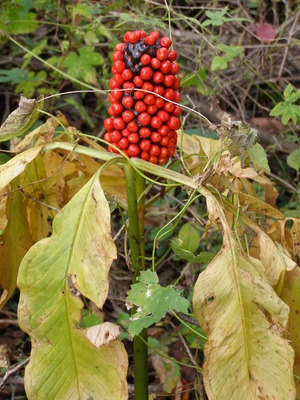 P1010084