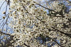 DSC00987