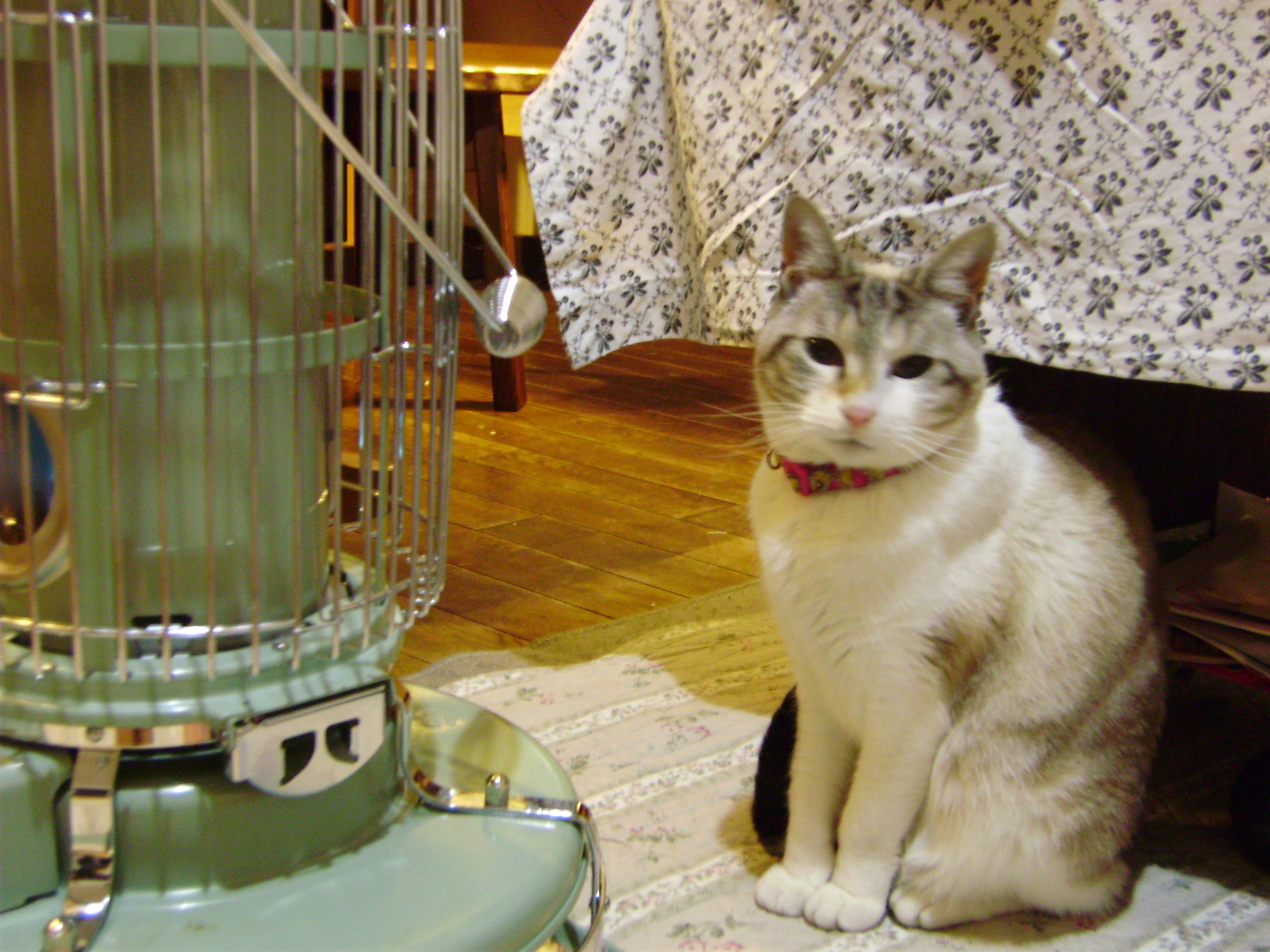 アラジンと ぽっぽちゃん 石塚木工製作日記 猫の手借りて家具つくり
