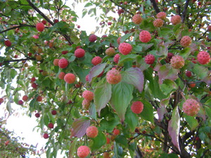P1010066