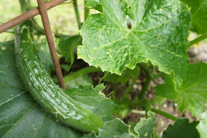 DSC04105