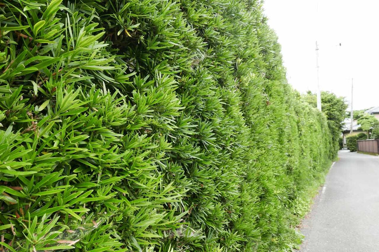 急募】槙の木 マキの木