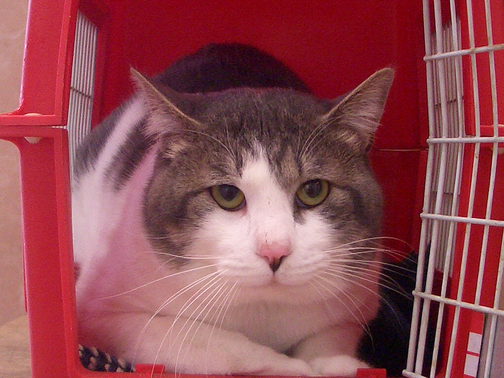 釣り針 猫 病院ブログ