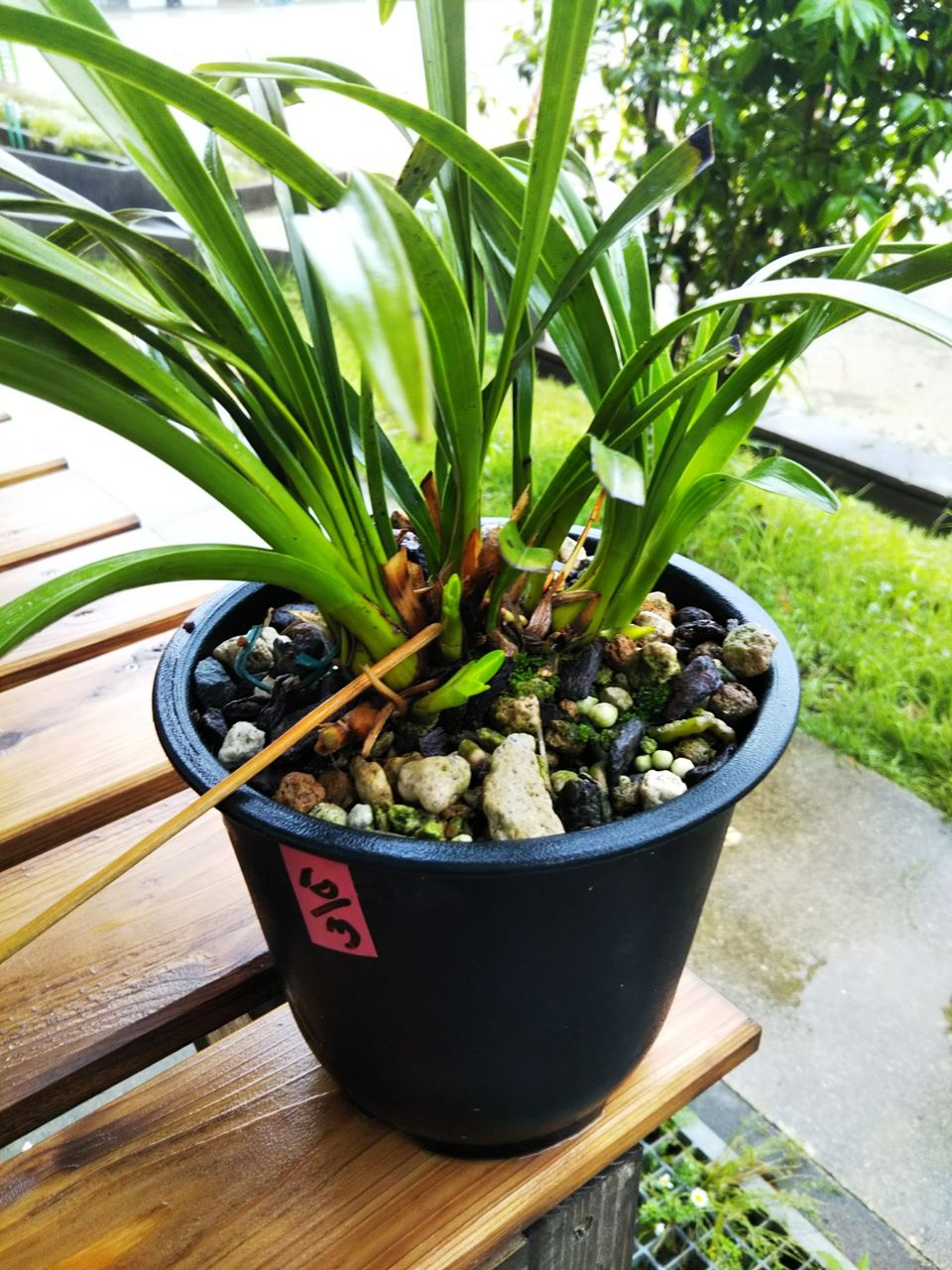 キンリョウヘンの芽欠き : 五島・蒼い森の工房