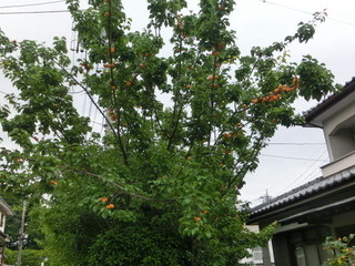 CIMG2464