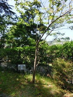 CIMG0977