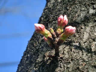 CIMG0052