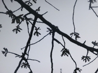 CIMG0240