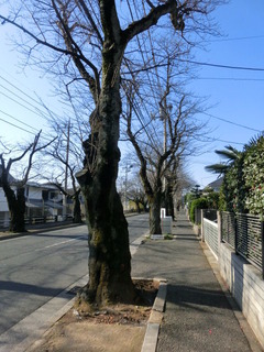 CIMG7437