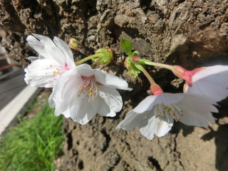 CIMG0523