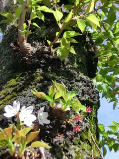 CIMG0675