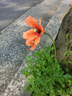 CIMG0518