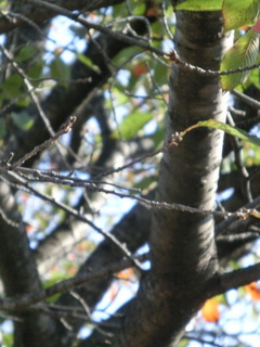 CIMG0516