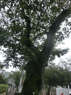 CIMG0056