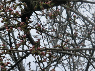 CIMG0425