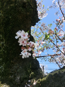 CIMG8678