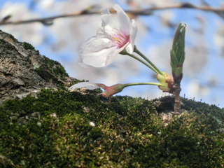 CIMG0510