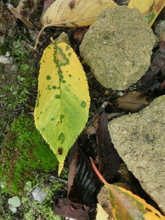 CIMG0055