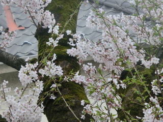 CIMG0298