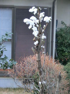 CIMG0246